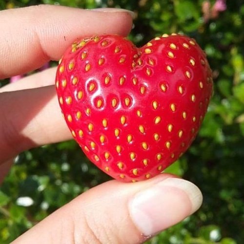 rainbow_explode's tweet photo. heart shaped strawberries 🍓❤️ https://t.co/Dxj38J2lCy