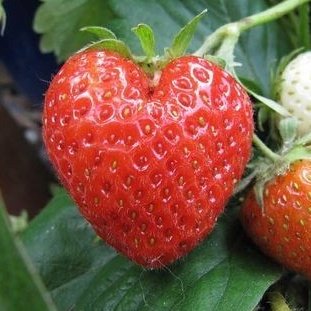 rainbow_explode's tweet photo. heart shaped strawberries 🍓❤️ https://t.co/Dxj38J2lCy