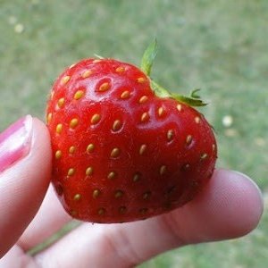 rainbow_explode's tweet photo. heart shaped strawberries 🍓❤️ https://t.co/Dxj38J2lCy