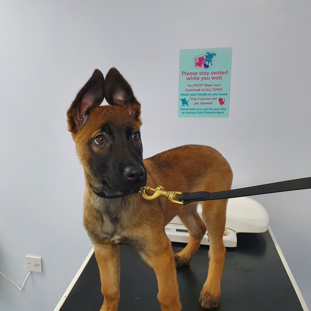 WYPDogs's tweet photo. Trainee Police Dog Zero has been to the vets today for her second booster injections @YorkshireVets Morley. Initial excitement led to a bit of uncertainty on the table, but the vet was very friendly we all left as mates in the end. https://t.co/Ldu14jGZjP