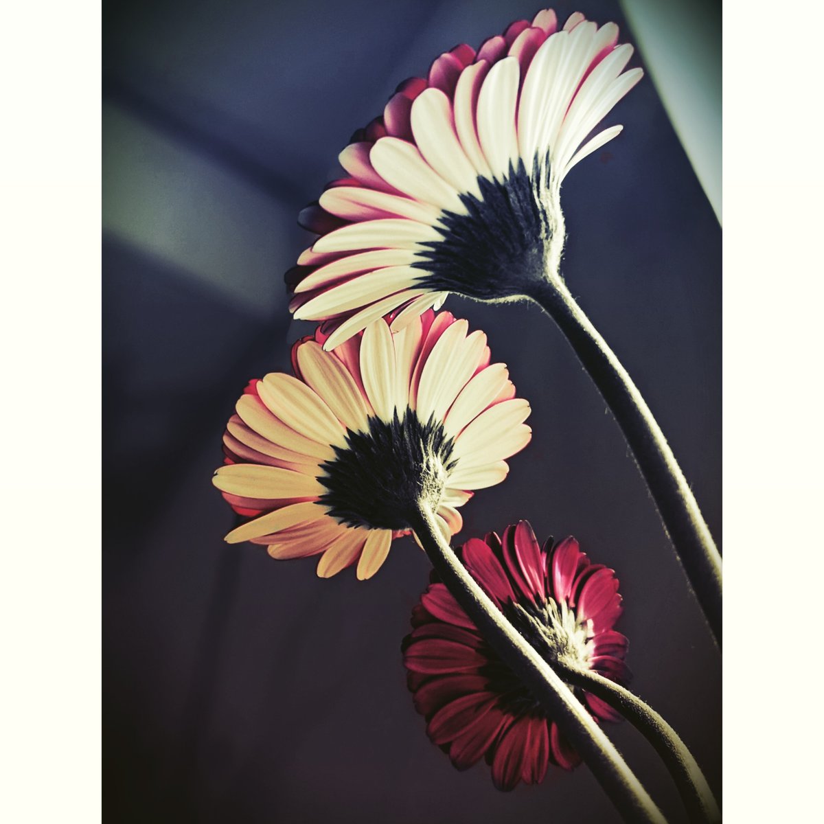 nekoashi_natsu's tweet photo. #flower
#forGiulia😺🌈💖 #photography #nekoashinatsugramRIPGiulia #nekoashinatsugramflower #artphotography https://t.co/gjRENQ9qWa