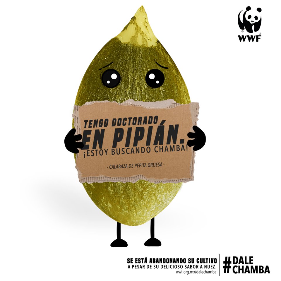 U_ElClaustro's tweet photo. #ElClaustro y renombrados chefs mexicanos se suman a la campaña #DaleChamba de #WWF para promover el uso de ingredientes en riesgo u olvidados, y que forman parte sustancial de platillos emblemáticos del país.
Conoce más: https://t.co/A4M6MJes2J
#Gastronomía https://t.co/yEbEfjmL8z