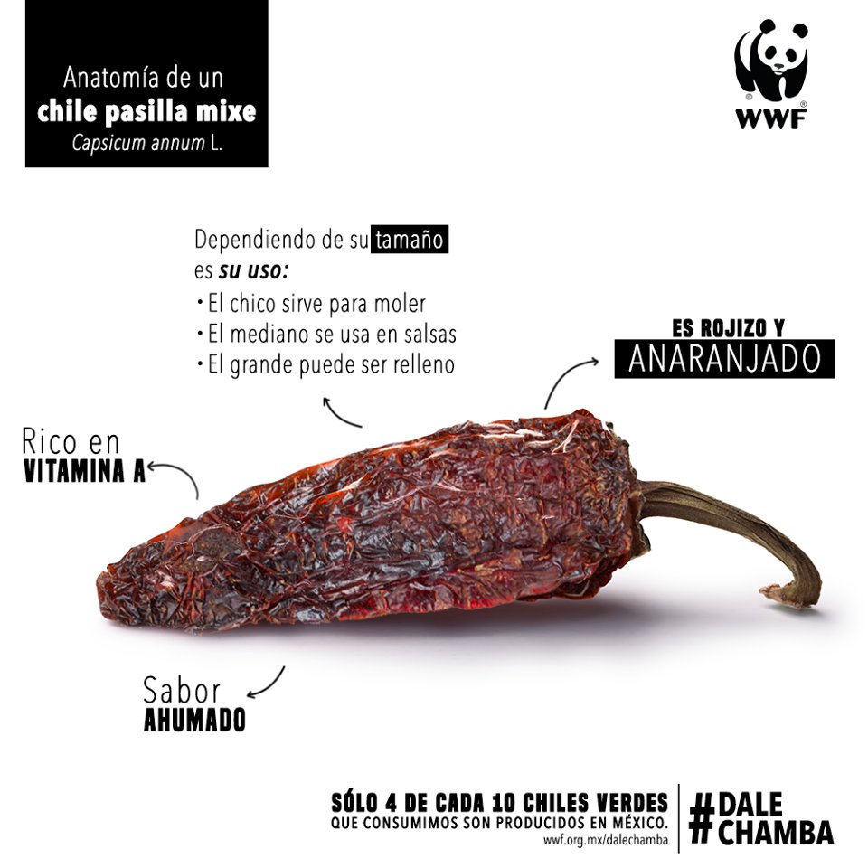 U_ElClaustro's tweet photo. #ElClaustro y renombrados chefs mexicanos se suman a la campaña #DaleChamba de #WWF para promover el uso de ingredientes en riesgo u olvidados, y que forman parte sustancial de platillos emblemáticos del país.
Conoce más: https://t.co/A4M6MJes2J
#Gastronomía https://t.co/yEbEfjmL8z