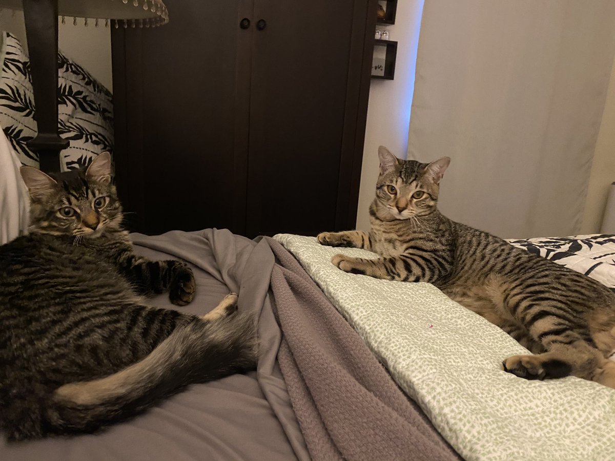 taradublinrocks's tweet photo. #Maxine &amp; #Duke don’t care that I stayed up until after 1 am to watch Congress #CertifyTheElection, they want their breakfast &amp; they want it NOW #WokeUpLikeThis #DukeAndMax #catsoftwitter https://t.co/CPUimCQJgC