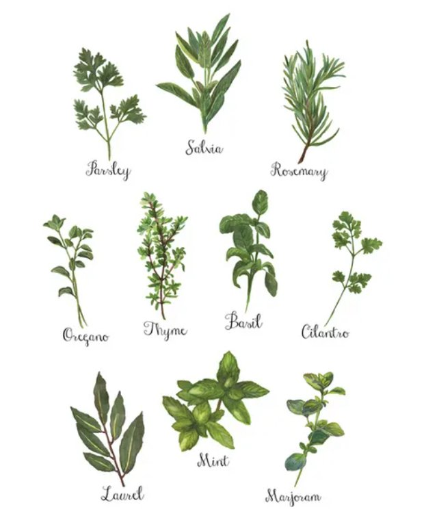 Tomorrow 8th January 2021 I will create on our stories and a thread on herb farming starting with Basil.

Share, retweet with friends or family or anyone interested in growing herbs. Great for those with limited/small space, can be grown in pots and a good income earner 
#farming