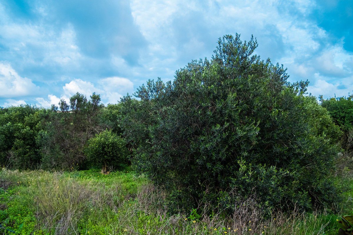 Aaron Farrugia tweet media