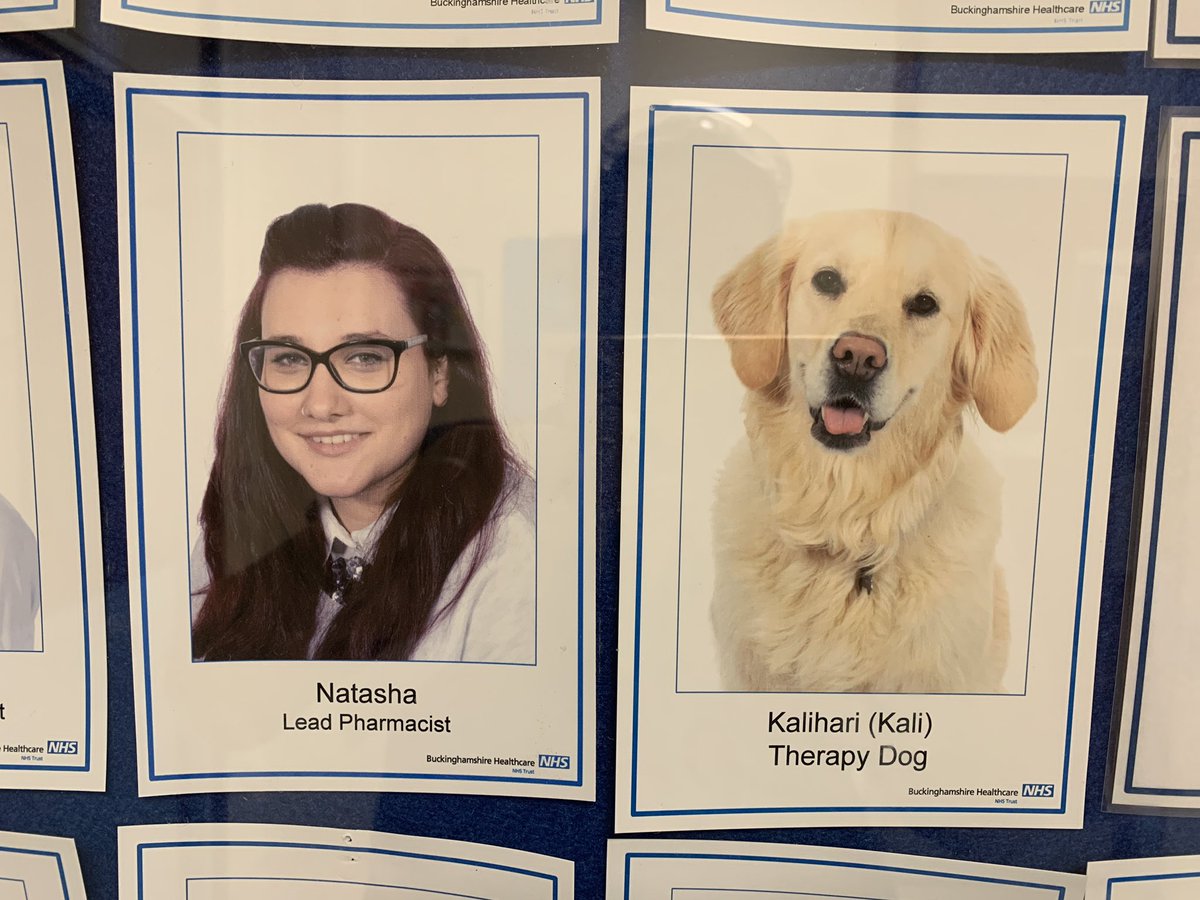 Natasha Hamilton-Tanner and Kalahari (Kali) (@natashakalikara) on Twitter photo Kalahari (Kali) is officially part of the BHT Intensive care unit! Cutest therapy dog if I do say so myself! Thanks to <a href="/SarahShipley4/">Sarah Shipley 💙</a> for organising. X
<a href="/BhtStaff/">BHTStaffWellbeing</a> <a href="/NMacdonaldBHT/">Neil Macdonald</a> <a href="/BucksHealthcare/">Buckinghamshire Healthcare NHS Trust</a> @Molly39106680 <a href="/PradShanmuga/">Prad Shanmuga</a> @MillSlug <a href="/PetsAsTherapyUK/">Pets As Therapy</a> Kalahari (Kali) is officially part of the BHT Intensive care unit! Cutest therapy dog if I do say so myself! Thanks to <a href="/SarahShipley4/">Sarah Shipley 💙</a> for organising. X
<a href="/BhtStaff/">BHTStaffWellbeing</a> <a href="/NMacdonaldBHT/">Neil Macdonald</a> <a href="/BucksHealthcare/">Buckinghamshire Healthcare NHS Trust</a> @Molly39106680 <a href="/PradShanmuga/">Prad Shanmuga</a> @MillSlug <a href="/PetsAsTherapyUK/">Pets As Therapy</a>