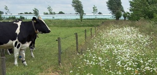 gemeentenuenen's tweet photo. Heeft u grond in het buitengebied? Maak gebruik van de Stimuleringsregeling Landschap door bijv. bloemrijke randen aan te leggen en help zo dierensoorten aan meer leefruimte. Info via Martien Vinken 06 -27 12 27 21 of mail: info@martienvinken.nl en: https://t.co/4YhFf10HGf https://t.co/W9HYbIWejm