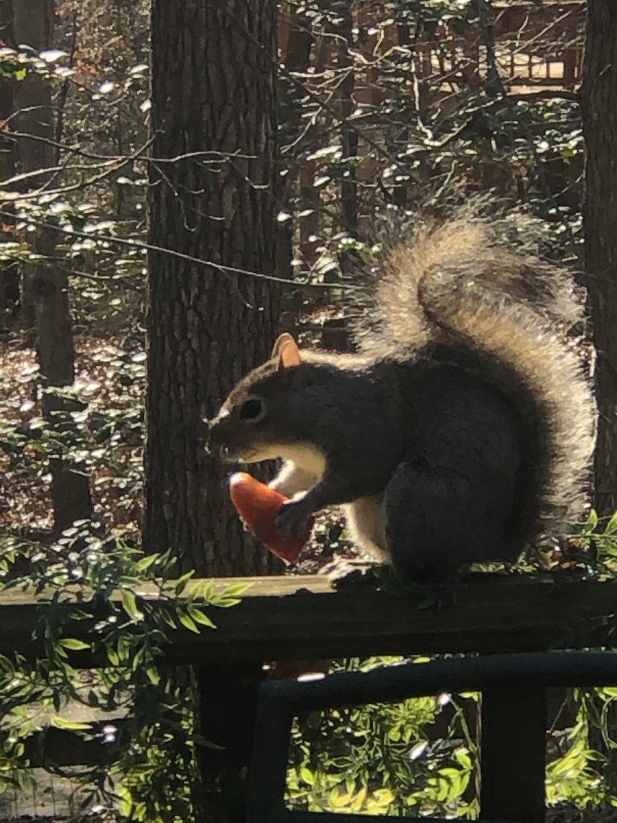 My favorite visitor snacking on an apple. 🐿🍎