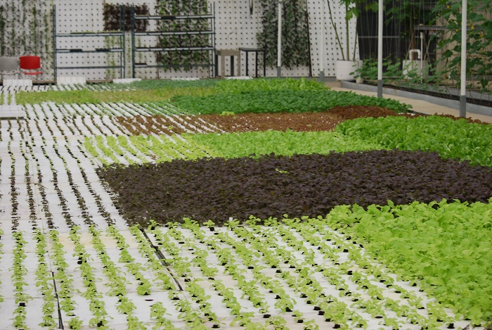 USDA_FNA's tweet photo. Thank you @freshministries for showing how aquaponics can lead the way in #agriculture, across #Florida. https://t.co/K9mGm213aI #ThankYouThursday #PartnersDoingRight #MovingFamiliesForward https://t.co/H0mhhoC7nB