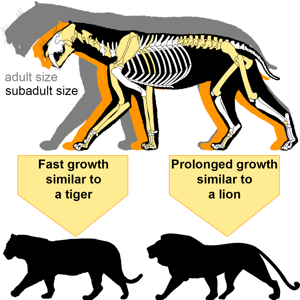 This suggests that Smilodon fatalis was doing something a little different from BOTH lions and tigers. It grew quickly, like a tiger, but they probably stayed reliant on their mother for a long time, similar to a lion!