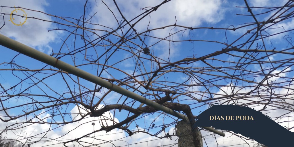 En estos días fríos, pero soleados queremos mostraros los trabajos de poda que estamos llevando a cabo desde Bodega Anadigna 🍇

¡Seguimos trabajando para obtener la máxima calidad! 💪

#Anadigna #doriasbaixas #Galicia