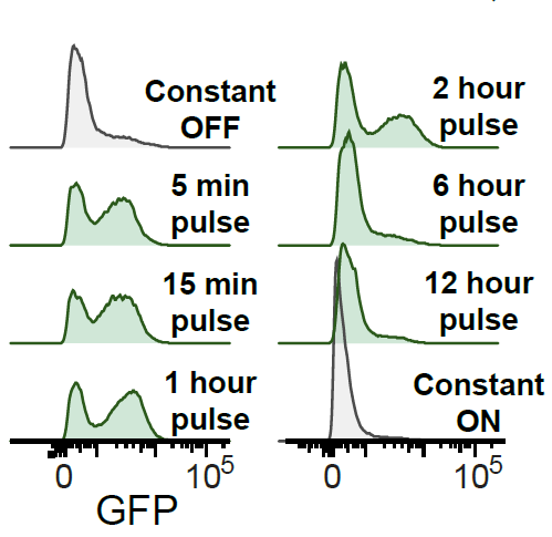 It turns out this design worked great! The circuit responded to growth factor pulses 1 h or less, turning on GFP strongly enough to be easily detected by flow cytometry, and rejecting constant-on or constant-off signals.