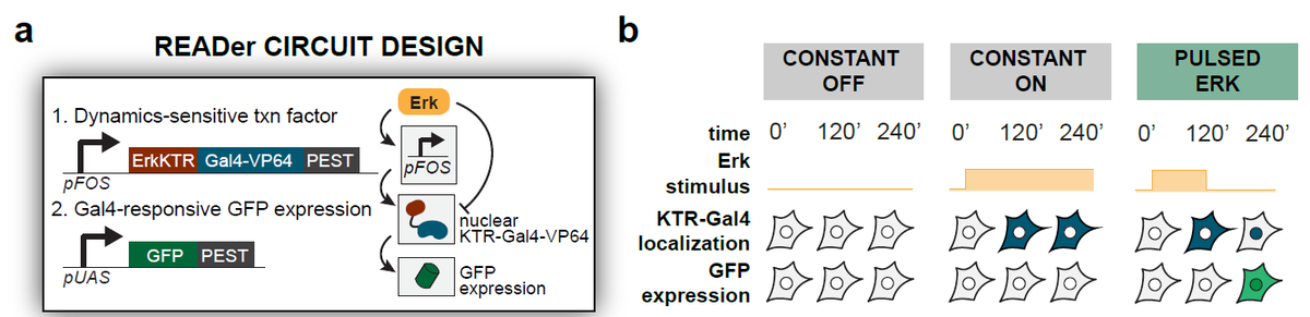 Long story short: yes! We performed a computational screen for pulse-detecting network motifs, finding a simple incoherent feed-forward loop can perform pulse detection. We then built it in cells using just a single engineered transcription factor and a classic GFP reporter.