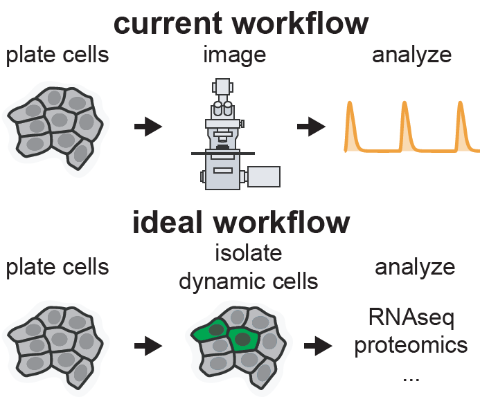 We decided to approach this problem from a new angle. Can we build a simple synthetic gene circuit that acts as a "pulse detector", only turning on GFP expression in cells with Erk pulses, but not constant high or low Erk activity?