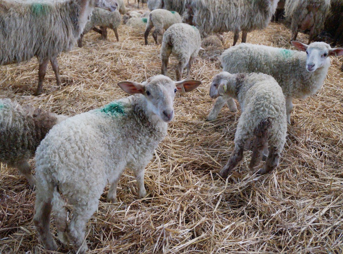 🐑 Retour en images sur la période d’agnelage à Lantabat (64), chez Jon Sainte-Marie, coopérateur Lur Berri, 👨‍🌾 300 agneaux y naissent chaque année, élevés selon le cahier des charges de l’appellation <a href="/agneaupyrenees/">Agneau lait Pyrénées</a> 🐑 #agriculture #pyreneesatlantiques #paysbasque #onvousnourrit