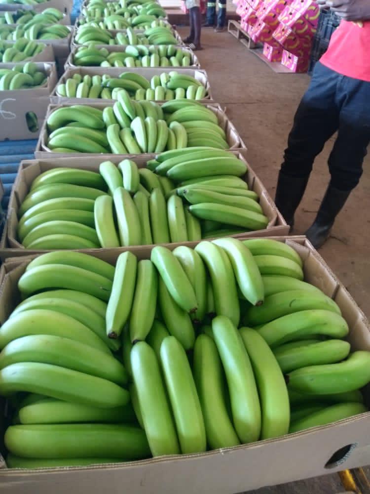 Horticulture Recovery and Growth Plan in MOTION. 
Fresh Bananas from #ZimCan ready for the regional markets. 
'Never ripe until they turn GOLD'.
