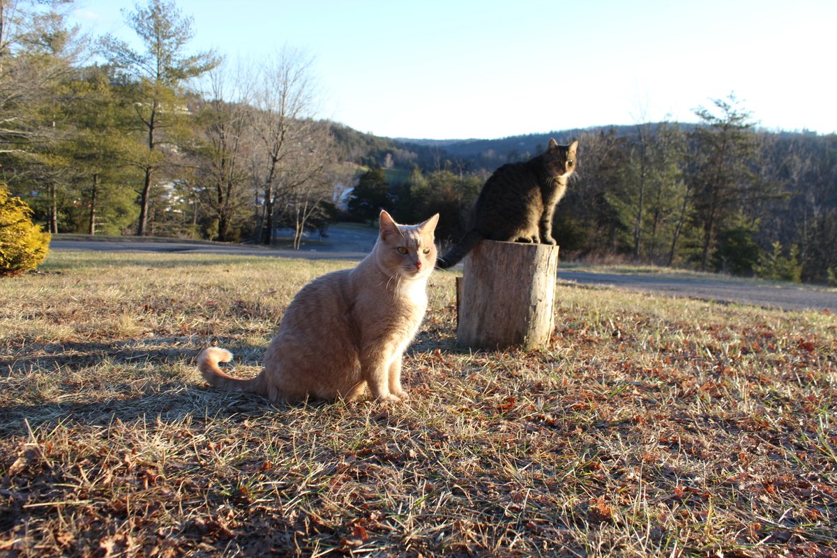 DennisB911's tweet photo. Tony, a #cats #CatsOfTwitter #weathercat, reports 30F (-1C) @ThePhotoHour @BobVanDillen. #bluesky @CentVAstorm @WHSVaubs &amp; @WHSVBen at #sunrise. A #photooftheday @hbwx &amp; @chesterlampkin #ShenandoahCounty. #GetUpDC to #Basye. #forestbath #photoshoot #Jan7 #mountains #catoftheday. https://t.co/9ZrYDEYvm0