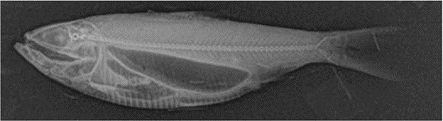 IAGLR's tweet photo. Getting more out of guts: using skeletal measurements proves fruitful when looking at dietary items during stomach content analysis in fish.  #GreatLakesSci Read more here: https://t.co/uTmst34ZpA https://t.co/3KNLvfSvEG