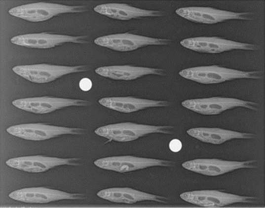 IAGLR's tweet photo. Getting more out of guts: using skeletal measurements proves fruitful when looking at dietary items during stomach content analysis in fish.  #GreatLakesSci Read more here: https://t.co/uTmst34ZpA https://t.co/3KNLvfSvEG