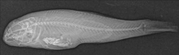 IAGLR's tweet photo. Getting more out of guts: using skeletal measurements proves fruitful when looking at dietary items during stomach content analysis in fish.  #GreatLakesSci Read more here: https://t.co/uTmst34ZpA https://t.co/3KNLvfSvEG