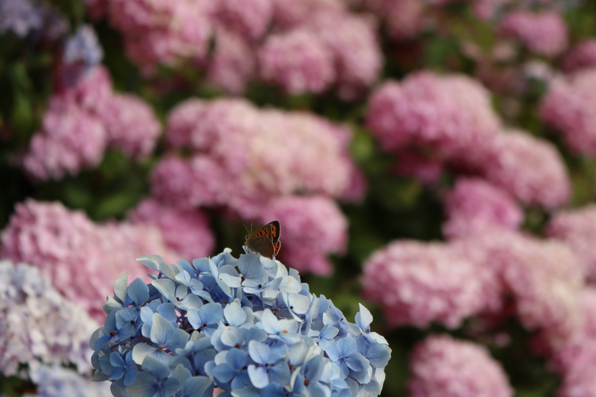 PhotographySvj's tweet photo. Couldn't resist posting another @NymansNT shot, (and my new profile cover)🦋These hydrangeas with the butterfly were just stunning! @nationaltrust @southeastNT
#Nymans #NationalTrust #butterfly #hydrangea #pink #blue #smallcopperbutterfly #gardens https://t.co/1f5ACVIMYQ