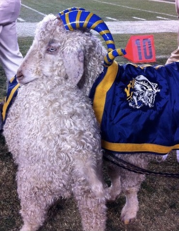 NavalAcademy's tweet photo. Sad news this week for Navy fans-- Retired Navy mascot Bill 33 has moved on to greener pastures. He is survived by Bill 34 (also retired) and current mascots Bill 36 and Bill 37, all Angora goats.

#Bill33 was easily recognized, as he was the only Navy goat with blue eyes. https://t.co/t4q5c8JlMh