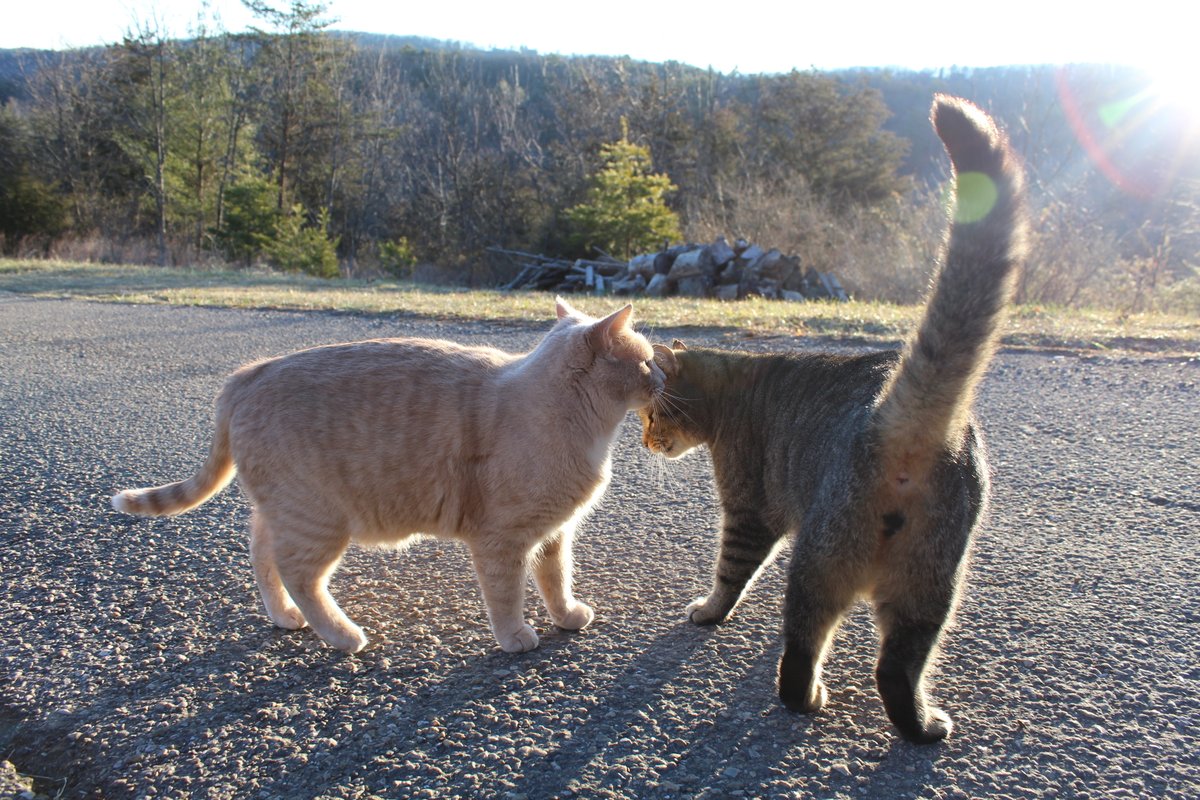 DennisB911's tweet photo. Tony, a #cats #CatsOfTwitter #weathercat, reports 30F (-1C) @ThePhotoHour @BobVanDillen. #bluesky @CentVAstorm @WHSVaubs &amp; @WHSVBen at #sunrise. A #photooftheday @hbwx &amp; @chesterlampkin #ShenandoahCounty. #GetUpDC to #Basye. #forestbath #photoshoot #Jan7 #mountains #catoftheday. https://t.co/9ZrYDEYvm0