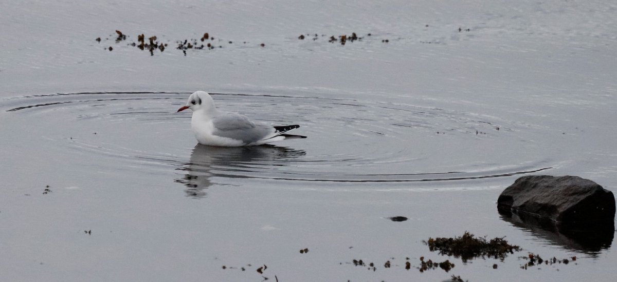 FinlayPringle's tweet photo. Not much to report from yesterday's #lockdown walk in Ullapool.
Spotted a black-headed gull in winter plumage hiding amongst the rest of the gulls. The red legs and beak gave him away. #Number39 on his year's patch list. https://t.co/85MfXYGzOA