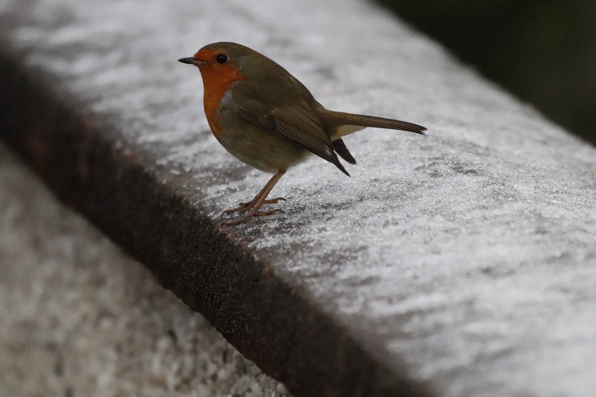 FinlayPringle's tweet photo. Not much to report from yesterday's #lockdown walk in Ullapool.
Spotted a black-headed gull in winter plumage hiding amongst the rest of the gulls. The red legs and beak gave him away. #Number39 on his year's patch list. https://t.co/85MfXYGzOA