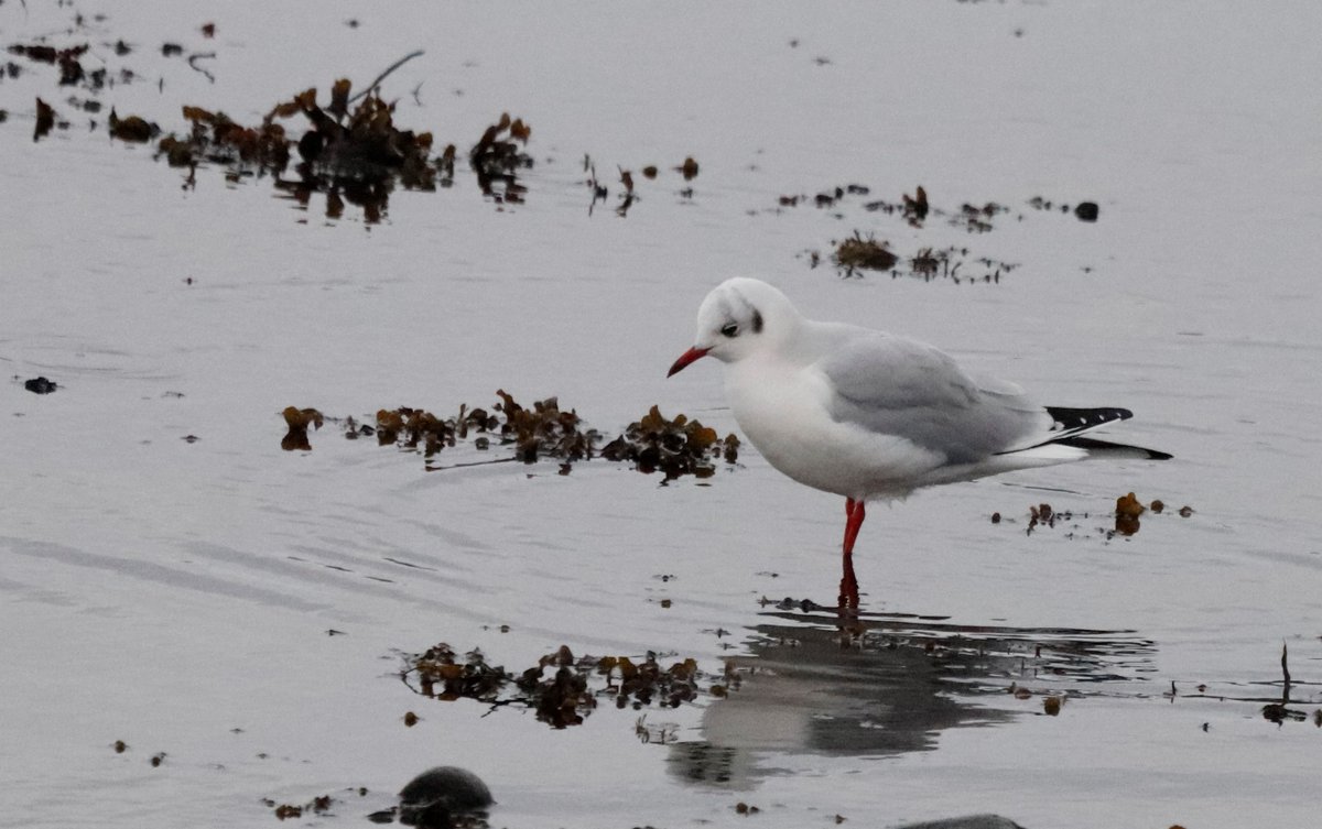 FinlayPringle's tweet photo. Not much to report from yesterday's #lockdown walk in Ullapool.
Spotted a black-headed gull in winter plumage hiding amongst the rest of the gulls. The red legs and beak gave him away. #Number39 on his year's patch list. https://t.co/85MfXYGzOA
