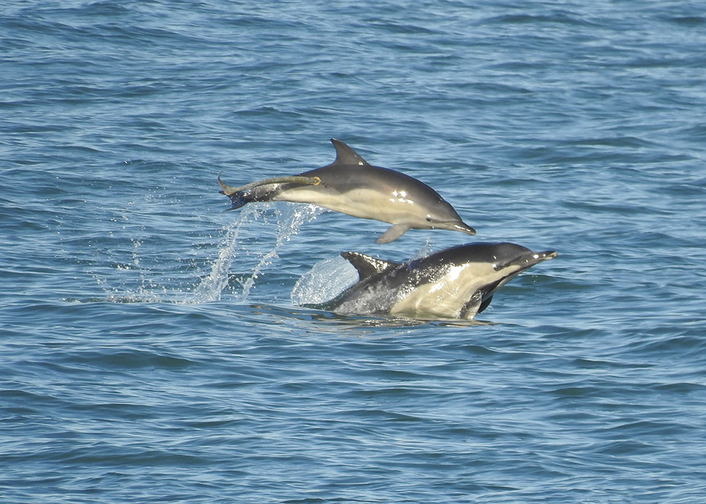 On a walk from home today, lucky enough to see a reasonably close pod of Common Dolphins in Torbay. I took some photos of a very active youngster and parent only to see a Lamprey (Sea?) attached to the calf - find it difficult to believe a lamprey could catch a Dolphin!