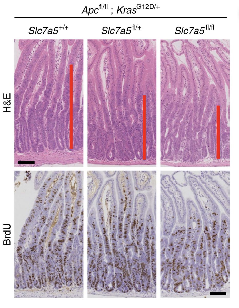 A  #transmembrane antiporter  #Slc7a5 effluxes glutamine from cells to import essential amino acids: its loss profoundly reduced proliferation and increased survival specifically in Kras mutant setting.