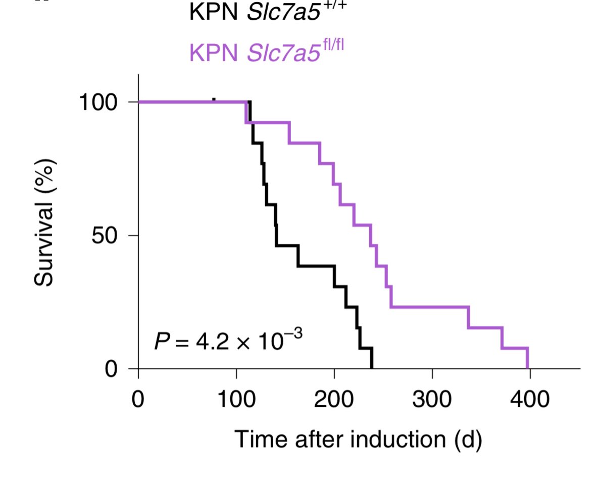  #CRC  #metastasis is the most common cause of mortality.  @jackstadt_lab during his time in Glasgow had developed the  #autochthonous  #metastatic  #KPN mouse model. Using this model we saw loss of  #Slc7a5 not only improved survival but also reduced metastasis.
