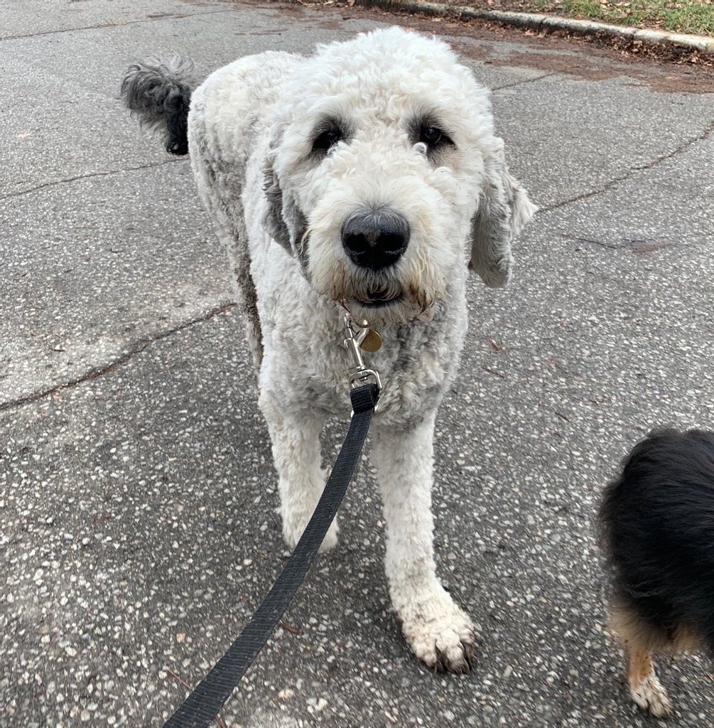#ThrowBack to walks with the gorgeous Ellie 🐶🐾  it’s always sad when summer ☀️ ends, but this #puppy loooves her #WinterWalks ❄️
...
#thepack #dogwalk #bigpuppy #happypuppy #StBernedoodle #doodle #doodleworld #tbt #dogsrule #cuddly