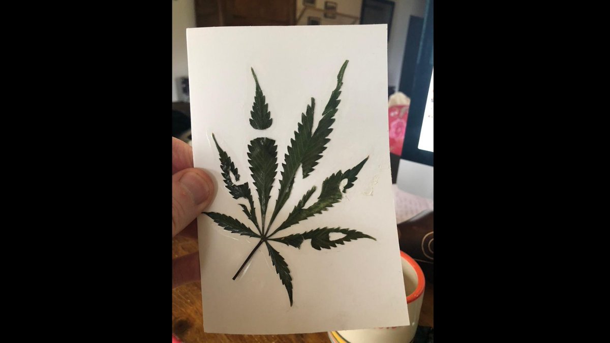 Le logo des 30 ans dans une vraie feuille. Merci Valérie pour le cadeau ! Pour ne rien rater de nos 30 ans en 2021, pensez à vous inscrire sur sinsemilia.com

#Sinsémilia #Sinsemilia