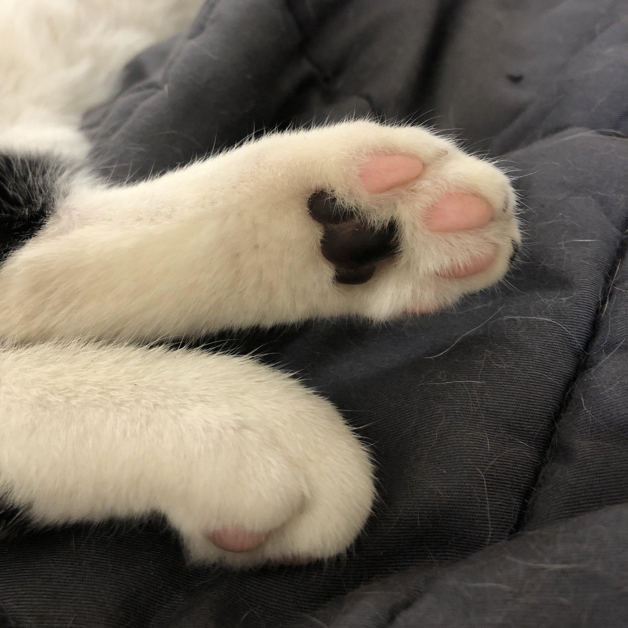 Black cat toe beans online