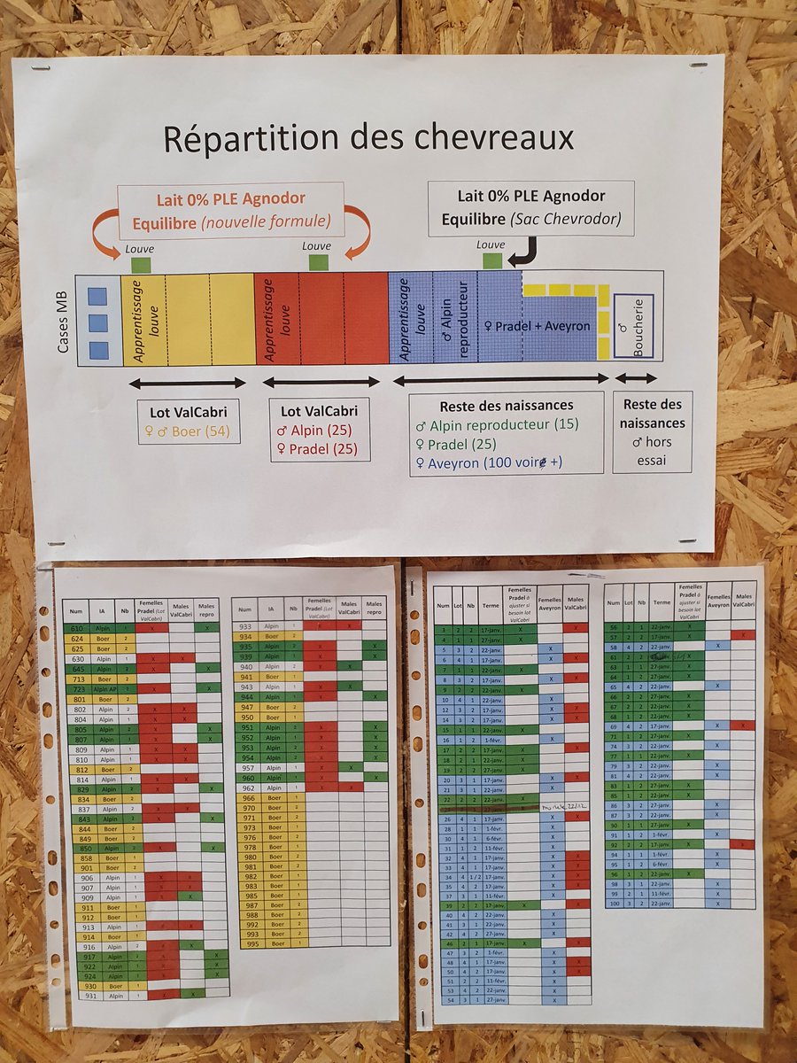 BoyerCl's tweet photo. [ Point Expé Pradel 📊🔎]
Une nouvelle année démarre au Pradel avec plein de projets expérimentaux 👏
Et on commence avec le projet #ValCabri 🐐

Ce dernier essai porte sur le croisement de race à viande
2 lots de 50 chevreaux sont suivis sur 60 jours : Croisé Alpin/Boer vs Alpin https://t.co/7Jw25J6Tim