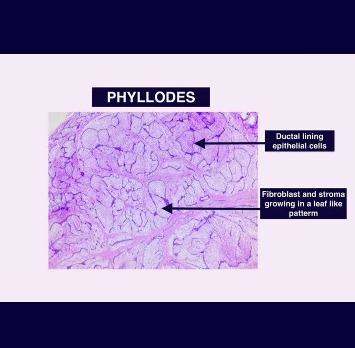 Pathology Student Forum tweet media