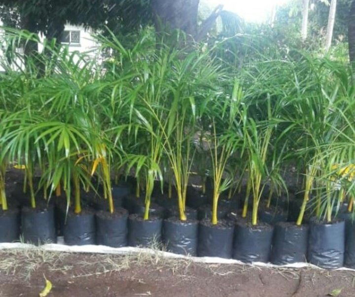 Miti_Restorente's tweet photo. Get  Seed and grow these Cuban Royals - Plant It Yourself (PIY) https://t.co/VKC09atDAH