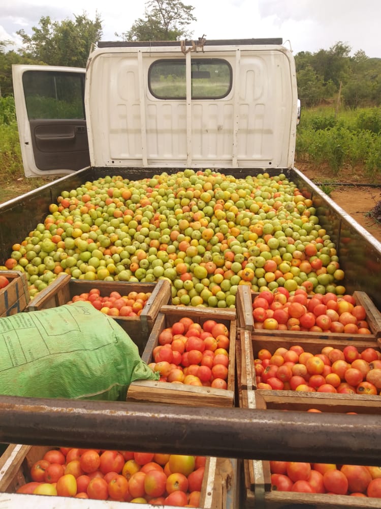 PhilChingwaru2's tweet photo. Our own crop ready for dispatch , deliveries to homes in Harare at $0.50  per kg. https://t.co/2g5L0BMP9u