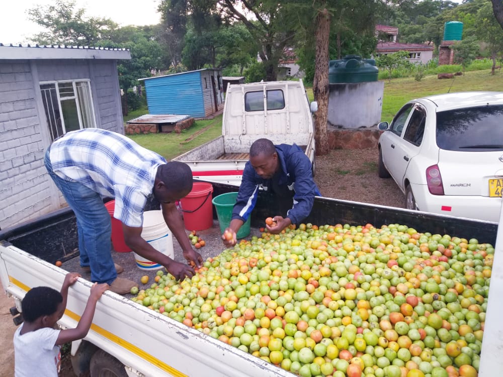 PhilChingwaru2's tweet photo. Our own crop ready for dispatch , deliveries to homes in Harare at $0.50  per kg. https://t.co/2g5L0BMP9u
