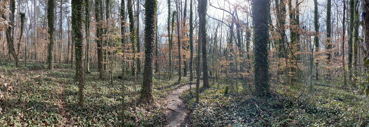 christiofclt's tweet photo. I haven’t died, thankfully, but I did go to heaven this morning #treethursday #forestbathing #treesglorioustrees #morningwalk https://t.co/bnHsAfGll1