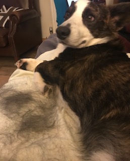 CarolBown's tweet photo. Corgi's shed, A LOT. https://t.co/AkV50K37r9