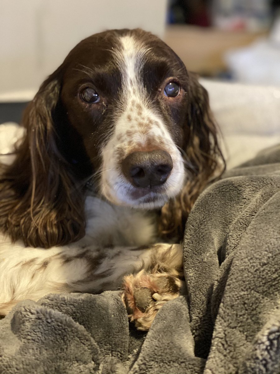Goodbye George, you we’re undoubtedly a plonker, but you were my big brother and mostly, a very good boy.   Enjoy yourself up there. 🌈🐾🐾