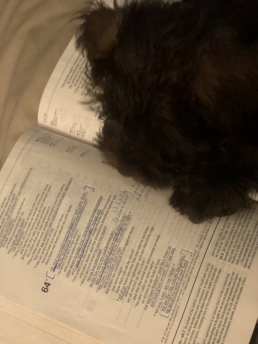 AlexisCauthen1's tweet photo. During my prayer time this morning, the Lord led me to Isaiah 64&amp;65. As I prayed from these scriptures, Charlie curled up and rested on the Word. We could all learn from him. #RestOnTheWORD #TetherToTruth #EntwineWithTheDivine (cheesy but catchy 🤣) #WaitUponTheLord https://t.co/wTfNwxkiOu
