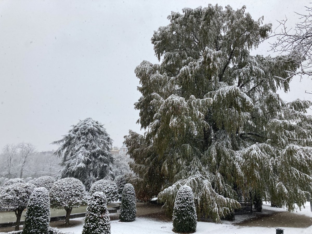 ¡Al abuelo le sientan bien las canas!El ahuehuete, el árbol más viejo de Madrid (siglo XVII). #RetiroNevado #Nieve #NieveenMadrid