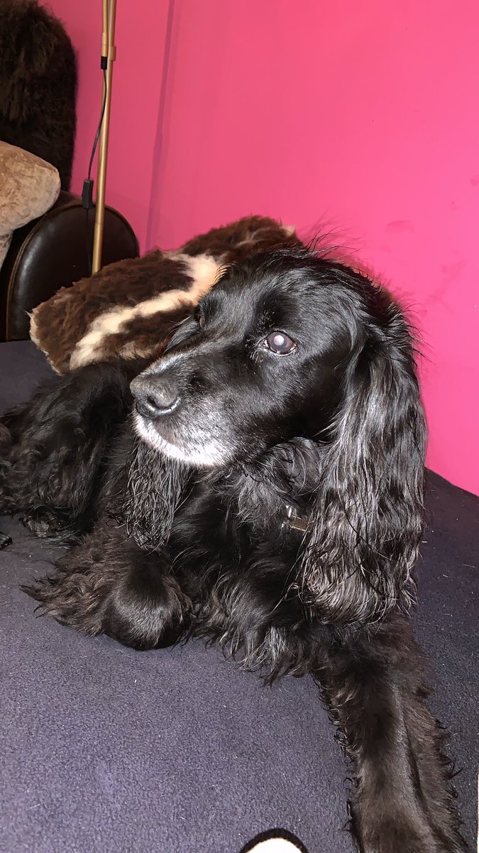 VHeadOfDogital's tweet photo. Any of my friends watching #PoochPerfect on BBC? Mom and I are watching it, she thinks she cuts my coat just as well, watch think?
#officedogs #dogsofseo #digitaldogs https://t.co/ZYcH9jcycl