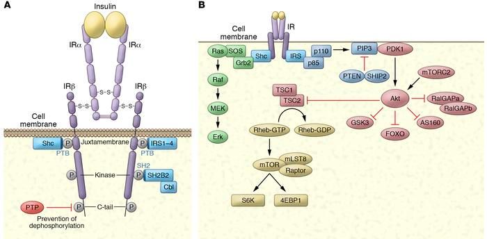 Insulin signaling in health and disease: buff.ly/3980g9G
#Review by <a href="/LabSaltiel/">Saltiel lab</a> <a href="/UCSDMedSchool/">UC San Diego School of Medicine</a> in the #ReviewSeries: 100th Anniversary of Insulin's Discovery (buff.ly/3o9nsuB)