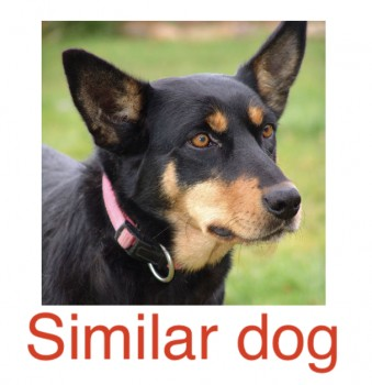 millypod1's tweet photo. ๐06 Jan 2021. JESS #Lost #ScanMe
Black Kelpie Australian Female
#Llangristiolus #Anglesey #NorthWales #Wales #LL62
Jess is a farm dog, wearing a brown collar and her chain could still be attached
SIGHTINGS PLZ โ๏ธ07717770794/ 07951651880
https://t.co/ESigVugyra https://t.co/wCuRS9KmeX